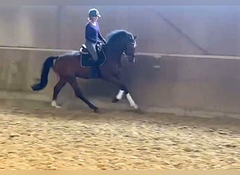 Caballo alemán, Caballo castrado, 6 años, 172 cm, Castaño