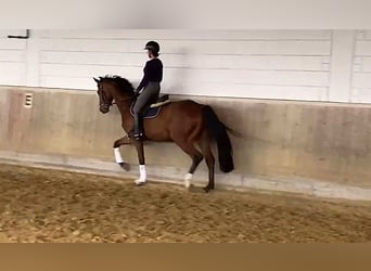Caballo alemán, Caballo castrado, 6 años, 172 cm, Castaño