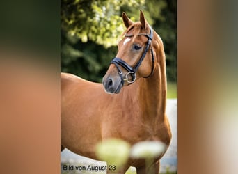 Caballo alemán, Caballo castrado, 6 años, 173 cm, Alazán