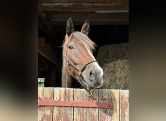 Caballo alemán Mestizo, Caballo castrado, 6 años, 175 cm, Castaño