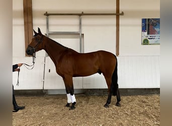 Caballo alemán, Caballo castrado, 6 años, 177 cm, Castaño