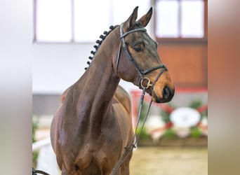 Caballo alemán, Caballo castrado, 6 años