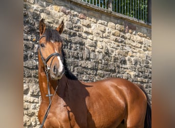 Caballo alemán, Caballo castrado, 6 años, Castaño
