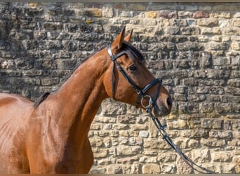 Caballo alemán, Caballo castrado, 6 años, Castaño
