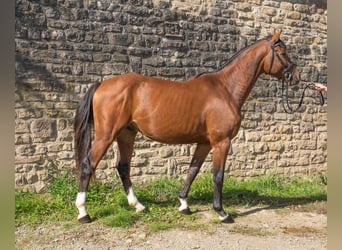 Caballo alemán, Caballo castrado, 6 años, Castaño