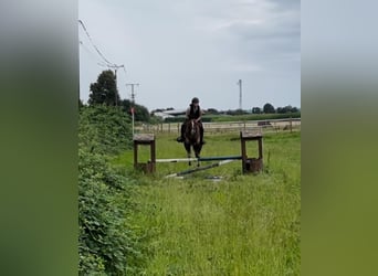 Caballo alemán, Caballo castrado, 7 años, 148 cm, Castaño