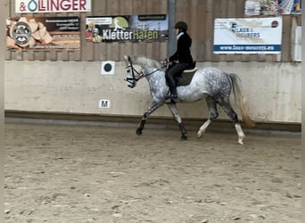Caballo alemán, Caballo castrado, 7 años, 158 cm, Tordo