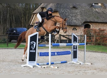 Caballo alemán, Caballo castrado, 7 años, 165 cm, Alazán