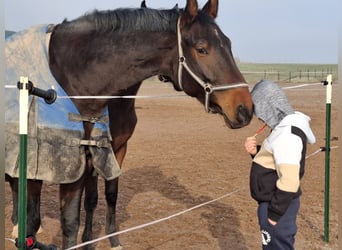 Caballo alemán, Caballo castrado, 7 años, 165 cm, Castaño