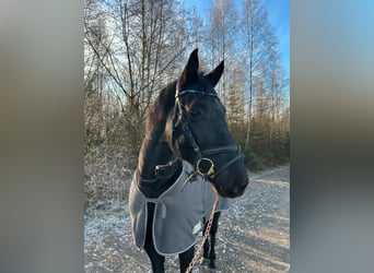 Caballo alemán, Caballo castrado, 7 años, 165 cm, Negro
