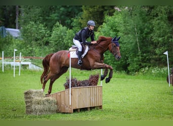 Caballo alemán, Caballo castrado, 7 años, 170 cm, Alazán-tostado