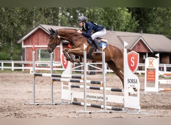 Caballo alemán, Caballo castrado, 7 años, 170 cm, Alazán-tostado
