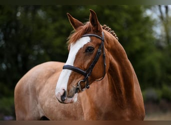 Caballo alemán, Caballo castrado, 7 años, 173 cm, Alazán