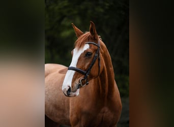Caballo alemán, Caballo castrado, 7 años, 173 cm, Alazán