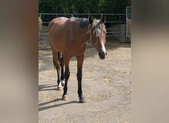 Caballo alemán Mestizo, Caballo castrado, 7 años, 175 cm