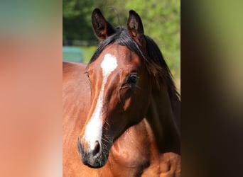 Caballo alemán Mestizo, Caballo castrado, 7 años, 175 cm