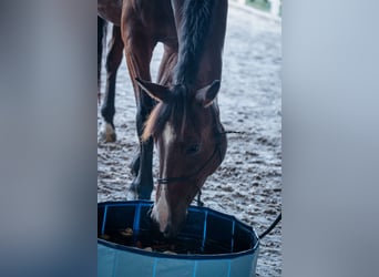 Caballo alemán Mestizo, Caballo castrado, 7 años, 175 cm