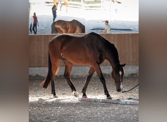 Caballo alemán Mestizo, Caballo castrado, 7 años, 175 cm