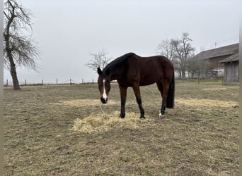 Caballo alemán Mestizo, Caballo castrado, 7 años, 175 cm