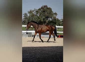 Caballo alemán Mestizo, Caballo castrado, 7 años, 175 cm