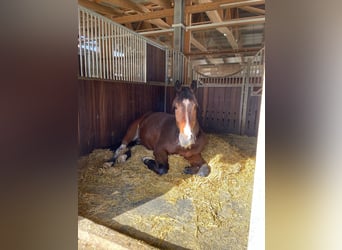 Caballo alemán Mestizo, Caballo castrado, 7 años, 175 cm