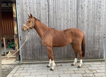 Caballo alemán, Caballo castrado, 8 años, 163 cm, Alazán