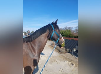 Caballo alemán, Caballo castrado, 8 años, 165 cm, Castaño oscuro