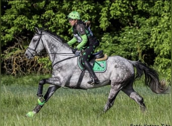 Caballo alemán, Caballo castrado, 8 años, 170 cm, Tordo