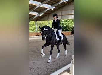 Caballo alemán, Caballo castrado, 8 años, 173 cm, Morcillo