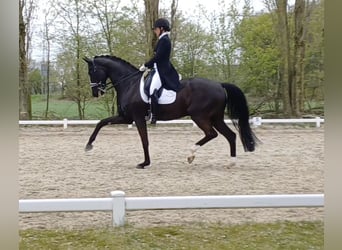 Caballo alemán, Caballo castrado, 8 años, 173 cm, Morcillo
