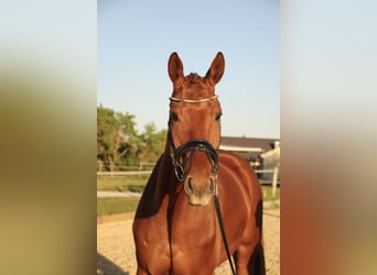 Caballo alemán, Caballo castrado, 8 años, 180 cm, Alazán