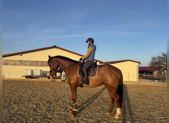 Caballo alemán, Caballo castrado, 8 años, 180 cm, Alazán