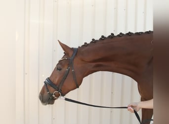 Caballo alemán, Caballo castrado, 8 años, 180 cm, Alazán