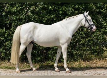 Caballo alemán Mestizo, Caballo castrado, 9 años, 155 cm, Tordo