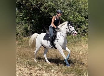 Caballo alemán Mestizo, Caballo castrado, 9 años, 155 cm, Tordo