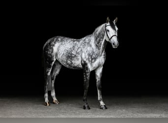 Caballo alemán, Caballo castrado, 9 años, 168 cm, Tordo rodado