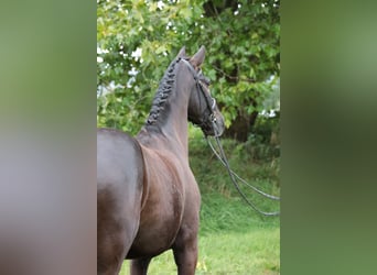 Caballo alemán, Caballo castrado, 9 años, 169 cm, Castaño oscuro