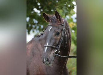 Caballo alemán, Caballo castrado, 9 años, 169 cm, Castaño oscuro