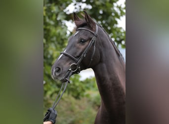 Caballo alemán, Caballo castrado, 9 años, 169 cm, Castaño oscuro