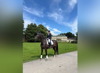 Caballo alemán, Caballo castrado, 9 años, 170 cm, Castaño