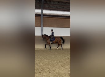 Caballo alemán, Caballo castrado, 9 años, 170 cm, Castaño
