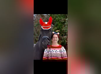 Caballo alemán, Caballo castrado, 9 años, 178 cm, Negro