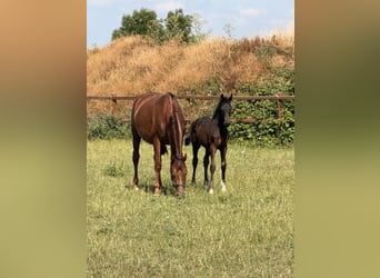 Caballo alemán, Desconocido, Potro (04/2026), Morcillo