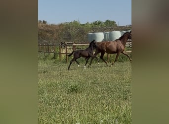 Caballo alemán, Desconocido, Potro (04/2026), Morcillo