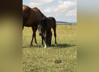 Caballo alemán, Desconocido, Potro (04/2026), Morcillo