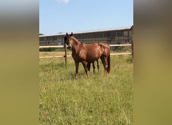 Caballo alemán, Desconocido, Potro (04/2026), Morcillo