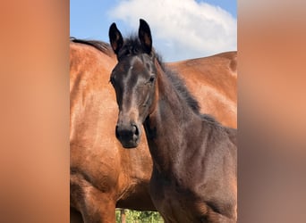 Caballo alemán, Desconocido, Potro (04/2026), Morcillo