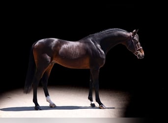 Caballo alemán, Semental, 11 años, 167 cm, Castaño
