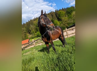 Caballo alemán, Semental, 15 años, 145 cm, Castaño oscuro