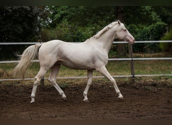 Caballo alemán, Semental, 16 años, 160 cm, Cremello